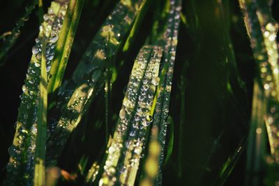 Close-up of plant