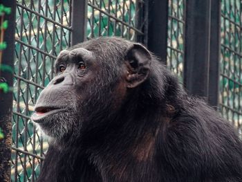 Close-up of monkey in cage at zoo