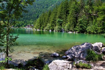 Scenic view of lake in forest