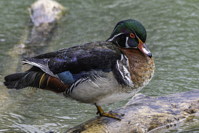 A male wood duck, aix sponsa, perched on a log at inglewood bird sanctuary, calgary, alberta, canada