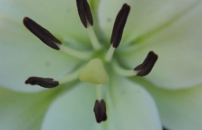 Close-up of flower in bloom