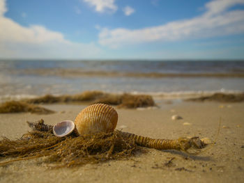 Close-up of seashell on beach