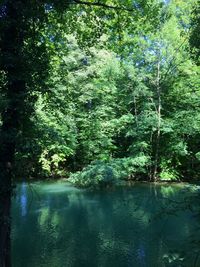 Scenic view of lake amidst trees in forest