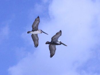 Low angle view of bird flying against blue sky