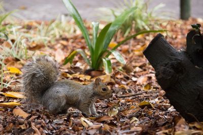 High angle view of squirrel on field