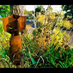 Plants growing on grassy field