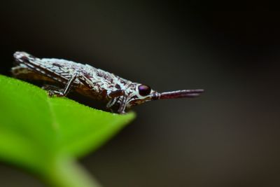 Close-up of insect