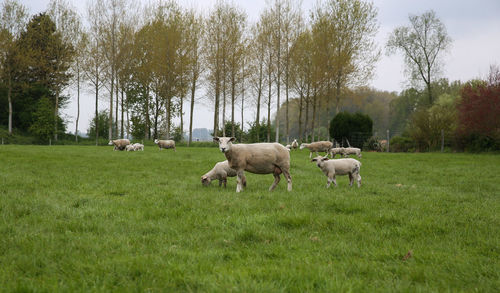 Sheep on landscape against trees