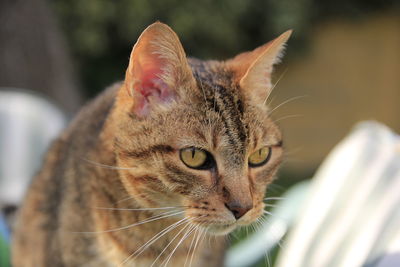 Close-up portrait of cat