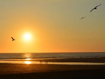 Seagulls flying over sea during sunset