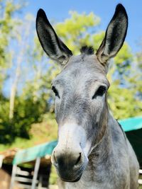 Close-up portrait of a horse