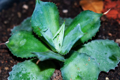 Close-up of fresh green leaves on plant