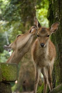 Portrait of deer