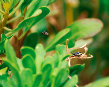 Close-up of insect on flower