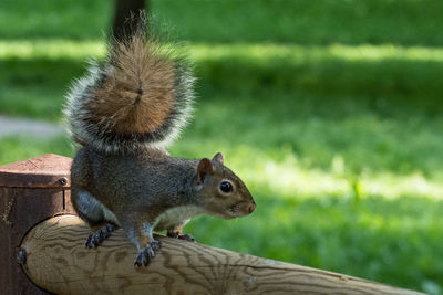 Close-up of squirrel on wood