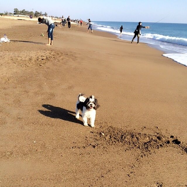 beach, sand, sea, shore, water, domestic animals, dog, animal themes, pets, mammal, horizon over water, vacations, men, walking, leisure activity, lifestyles, person, one animal, nature