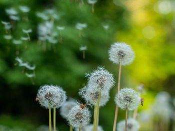 Close-up of dandelion against blurred background