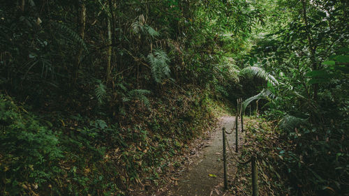 Trees growing in forest