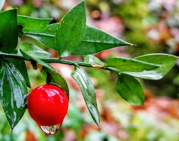 Close-up of red berries on plant