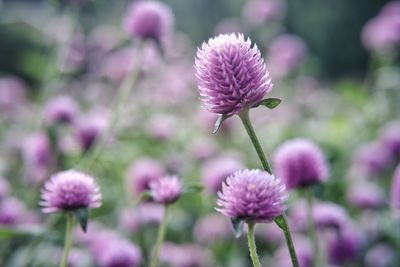 Close-up of purple flowering plants on field