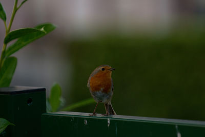 Close-up of bird perching on leaf