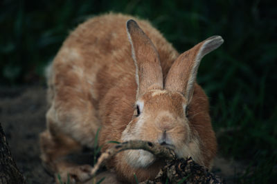 Close-up of a rabbit on field