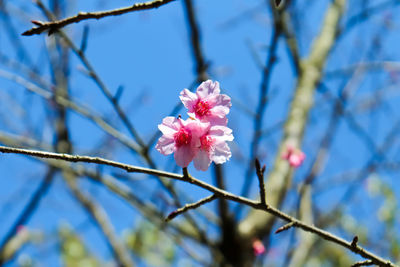 Low angle view of pink cherry blossoms in spring