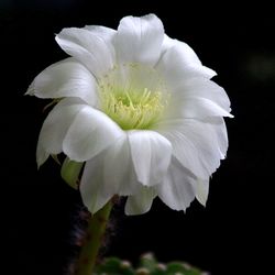 Close-up of white flower blooming against black background