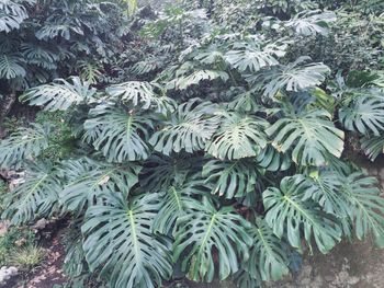 Plants growing on tree