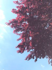 Low angle view of flowering tree against blue sky