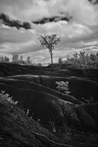 Bare trees on field against sky