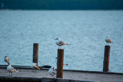 Seagulls perching on wood against sea