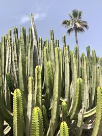 Close-up of cactus plant against sky