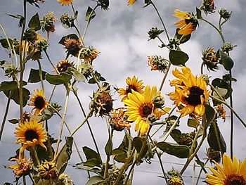 Low angle view of yellow flowers against sky