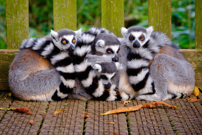 Close-up of lemurs sitting outdoors