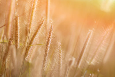 Close-up of stalks in wheat field