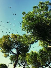 Low angle view of trees against clear sky