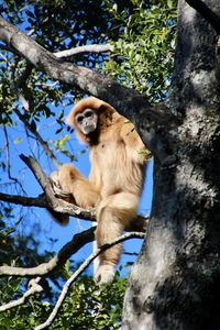 Low angle view of monkey sitting on tree