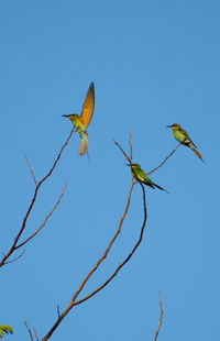 Low angle view of bird flying against clear blue sky