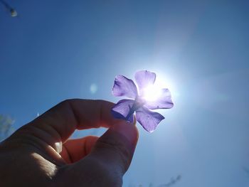 Hand holding purple flower against blue sky