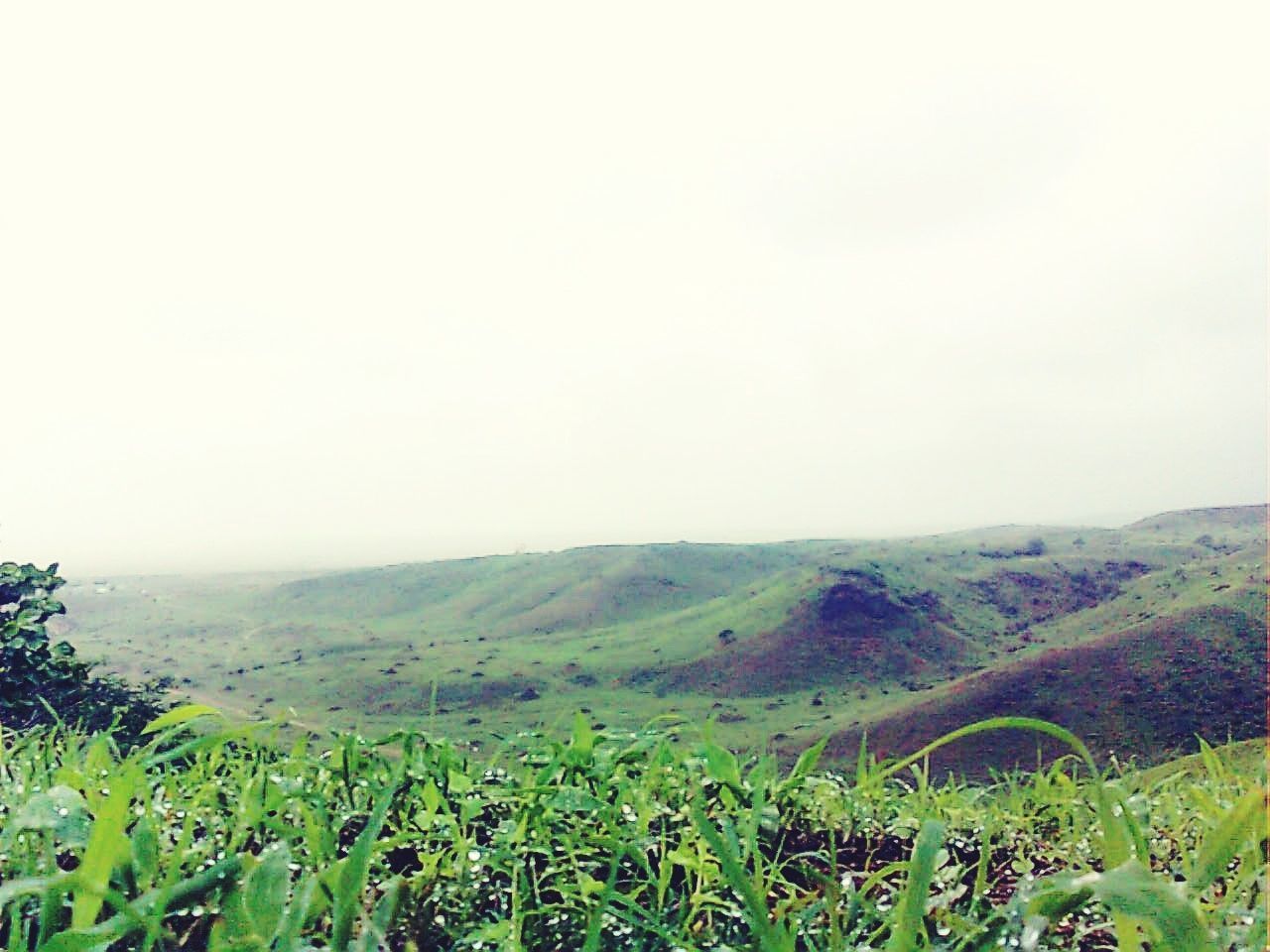 landscape, plant, environment, beauty in nature, scenics - nature, tranquil scene, tranquility, land, growth, field, sky, nature, green color, copy space, non-urban scene, no people, day, grass, clear sky, rural scene, outdoors