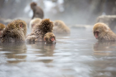 Japanese macaques relaxing in hot spring 