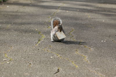 High angle view of bird on street