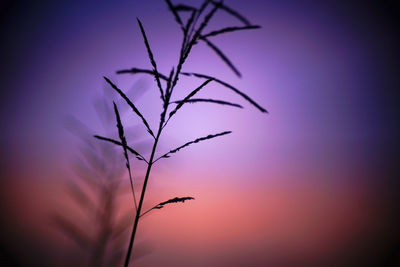 Close-up of silhouette plant against sky at sunset