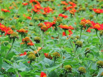 Close-up of red flowering plants