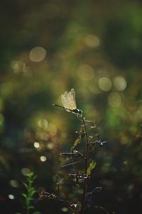 Close-up of butterfly on land