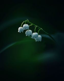 Close-up of white flowering plant