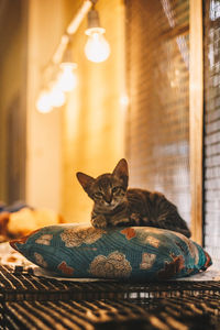 Cat sitting on table at home