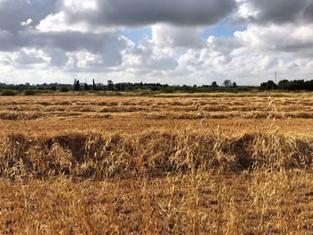 Scenic view of agricultural field against sky