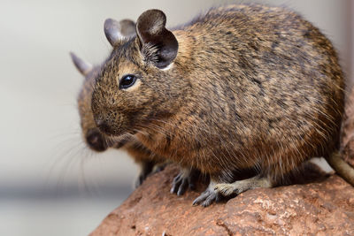 Portrait of a pair of common degu sitting on a rock together 